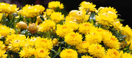 Bracteantha Totally Yellow