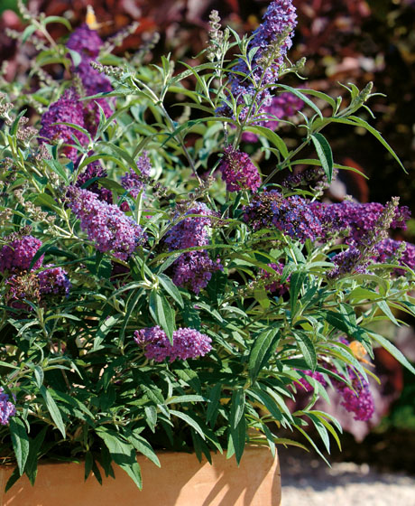 Buddleja BUZZ