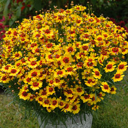 Coreopsis