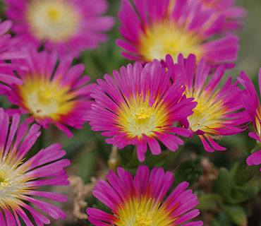 Delosperma 'Wheels of Wonder' Delosperma 'Wheels of Wonder'