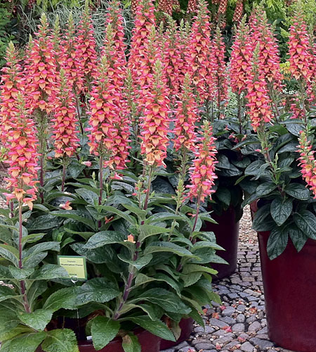 Digitalis Isoplexis Illumination 'Flame' Digitalis Isoplexis Illumination 'Flame'