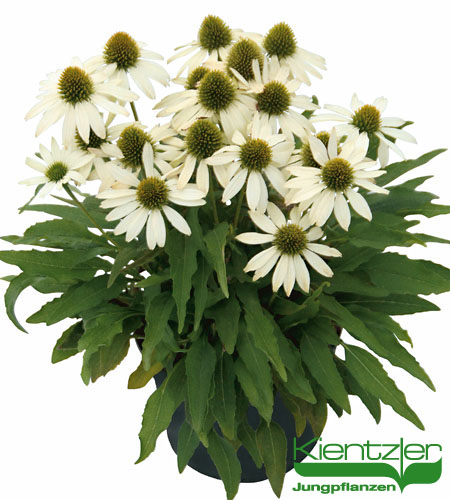 Echinacea Conetto Coco