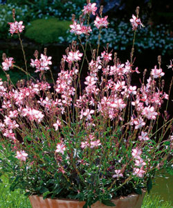 Gaura Rosyjane