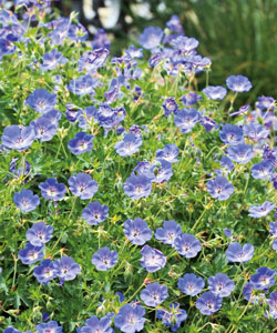 Geranium Rozanne