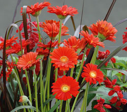 Gerbera Everlast