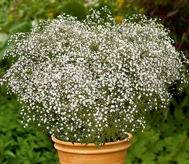 Gypsophila 'Summer Sparkle' Gypsophila 'Summer Sparkle'