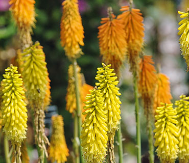 Kniphofia Popsicle Kniphofia Lemon Popsicle