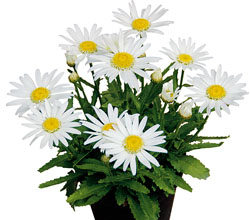 Leucanthemum Angel