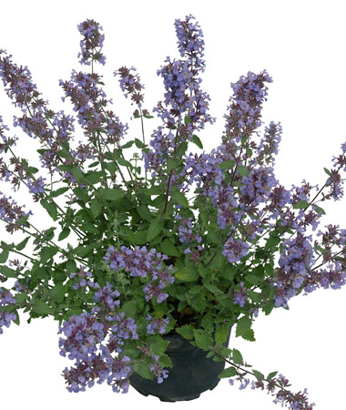 Nepeta Cat's Meow