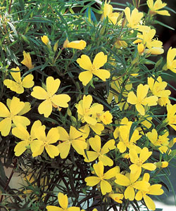 Oenothera Lemon Drop