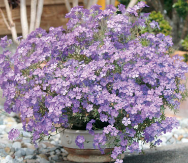 Phlox Summerstars