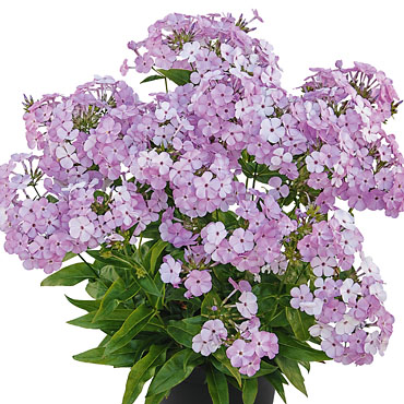 Phlox