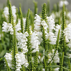 Physostegia 'Snow Dragon' Physostegia 'Snow Dragon'