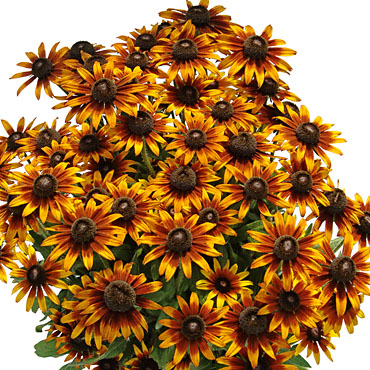 Rudbeckia Summerina 'Orange' Rudbeckia Summerina 'Orange'