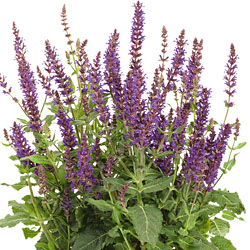 Salvia Salvia