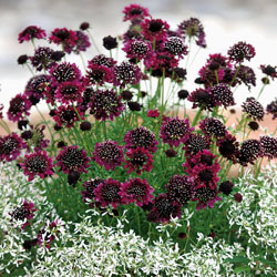 Scabiosa