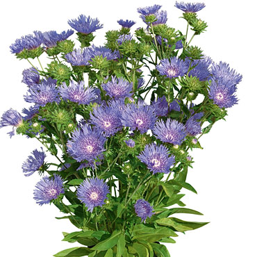 Stokesia Peachie's Pick Stokesia Peachie's Pick