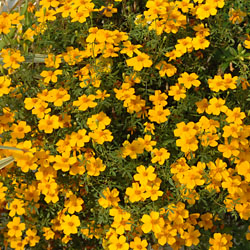 Tagetes Gold Medal
