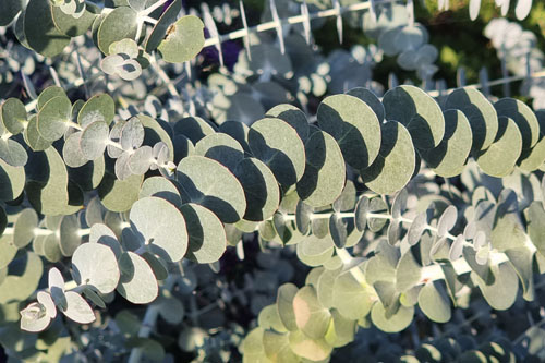 Blattschmuck: Eucalyptus  Baby Blue Bouquet 
