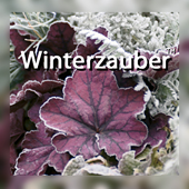 Winterzauber Link Buttons Winterzauber Link Buttons