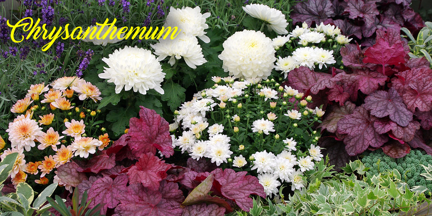 Chrysanthemum von Kientzler