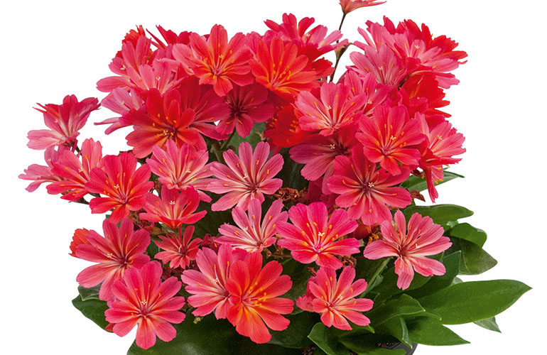 Lewisia Sunset Glow