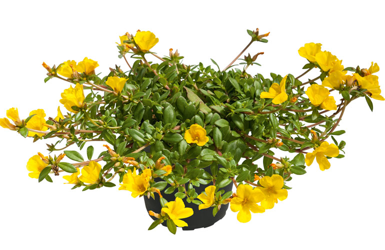 Portulaca Supertula