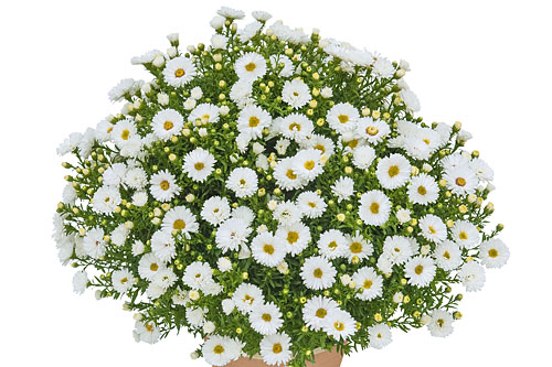 Astern: Aster  Albit