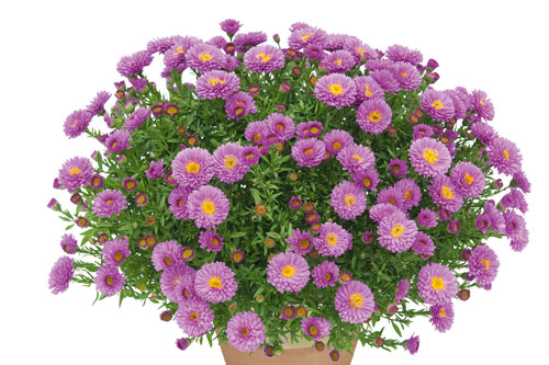 Astern: Aster  Purpurit