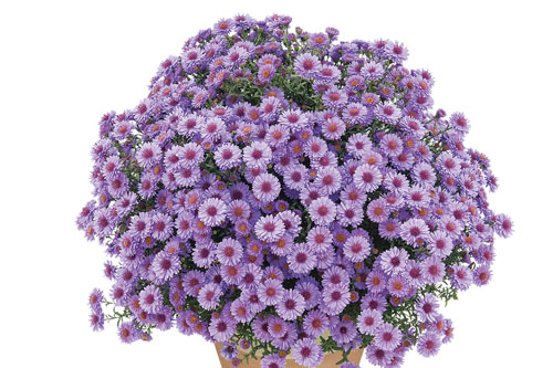 Astern: Aster  Tansanit