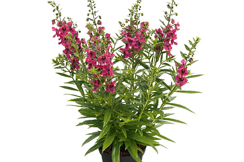 Angelonia Angelface Cherry