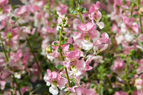 Angelonia Angelface Wedgewood Pink 
