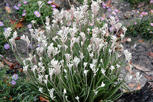 Anigozanthos Bush Gems Diamond