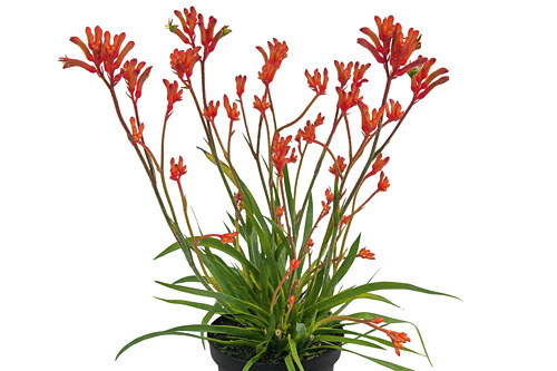 Anigozanthos Bush Gems Inferno Anigozanthos Bush Gems Inferno