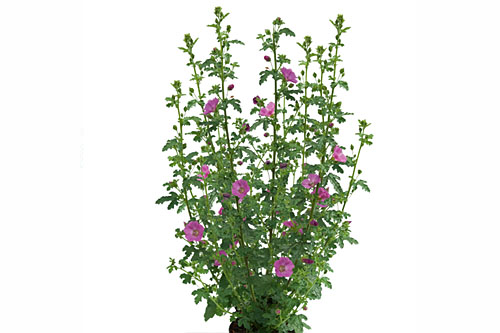 Anisodontea  Sweet Serenade