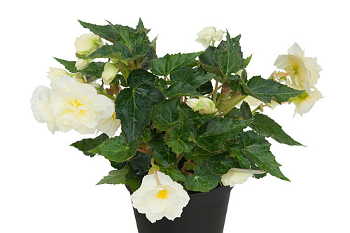 Begonia EASY GOING White 