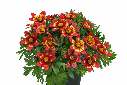 Bidens  Bee Monet
