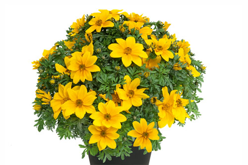 Bidens  Goldstar