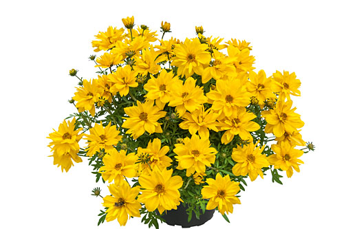 Bidens Tweety 2026 Bidens Tweety 2026