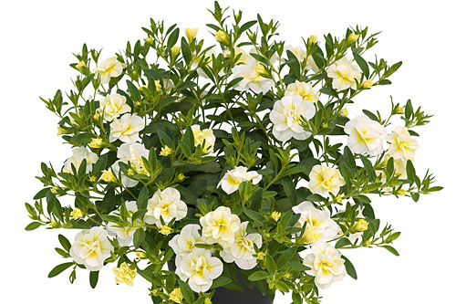 Calibrachoa SUPERBELLS Double Cream