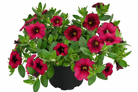 Calibrachoa Unique Magenta