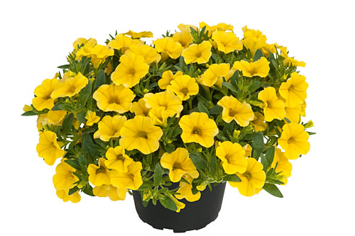 Calibrachoa POCKET Gold