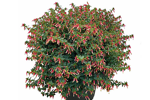 Cuphea HEATBEAT Tropical Rain