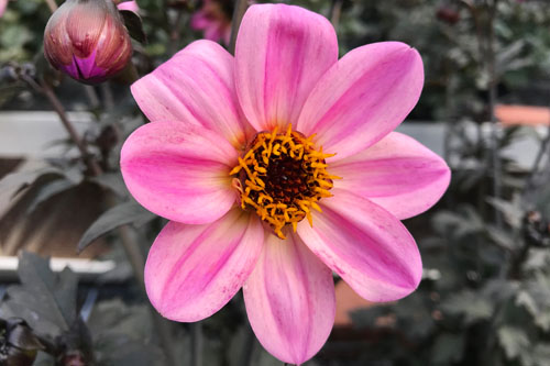 Dahlia MYSTIC Dreamer