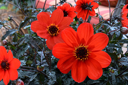 Dahlia MYSTIC Enchantment