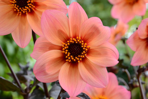 Dahlia MYSTIC Fantasy
