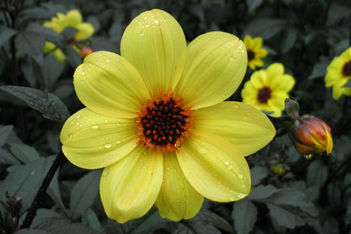 Dahlia MYSTIC Illusion