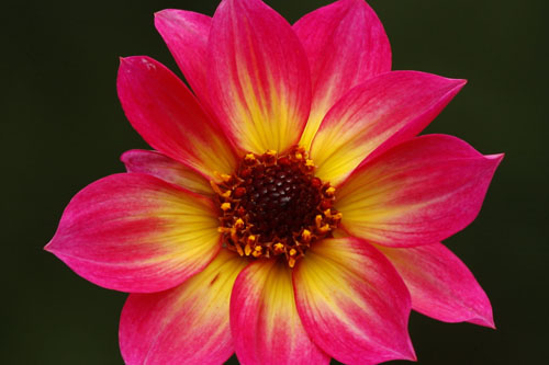 Dahlia MYSTIC Sparkler