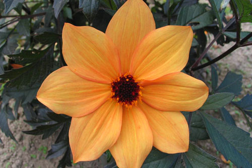 Dahlia MYSTIC Spirit