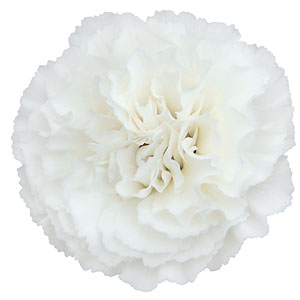 Dianthus Devon Cottage Devon Dove